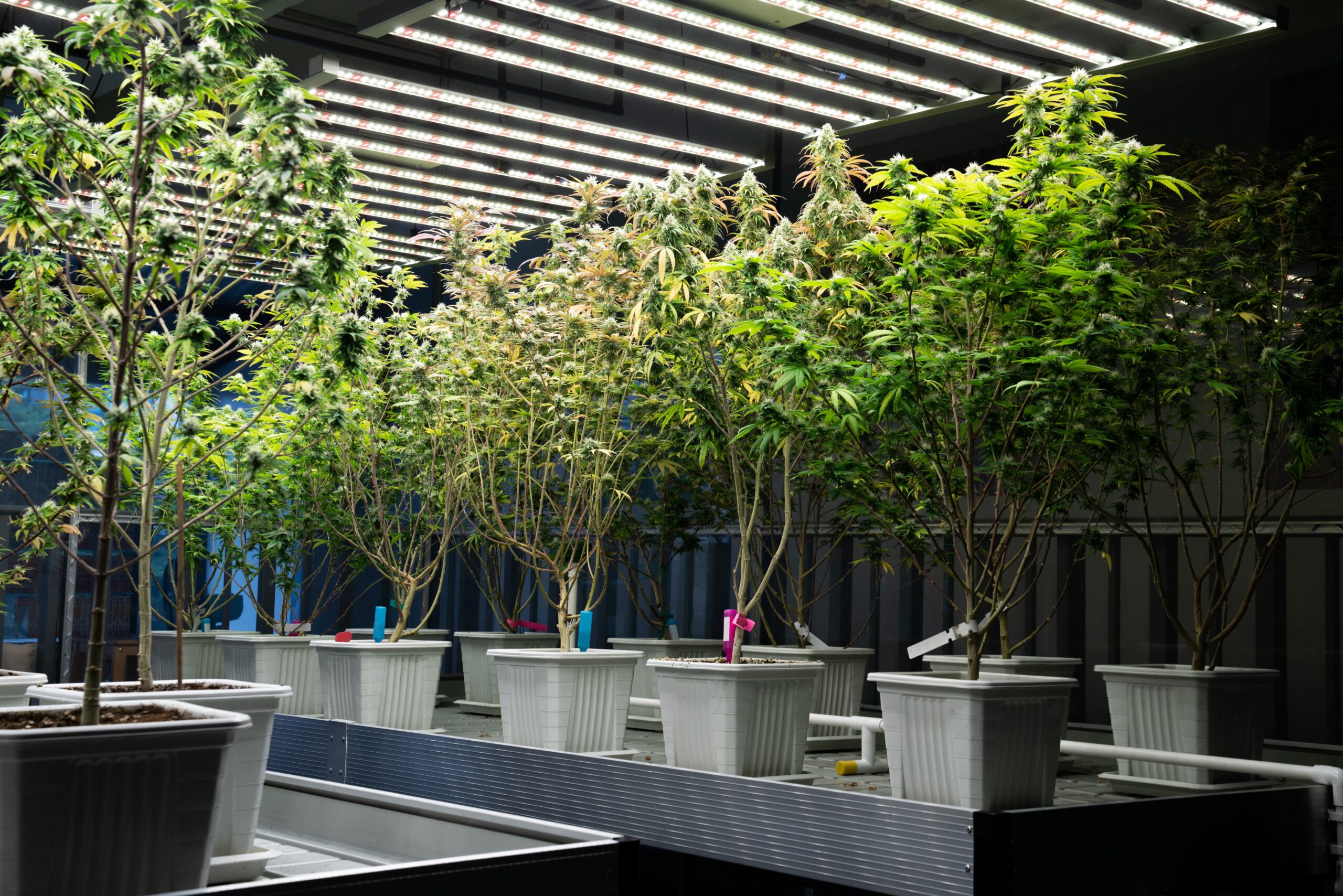 PRIMERA LICENCIA DE CULTIVO DE CANNABIS EN AREQUIPA